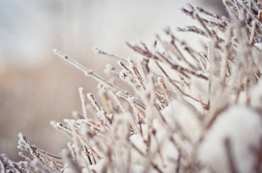 Close up of tree branches covered with white icy hoarfrost. Beautiful winter background. Selective focus.