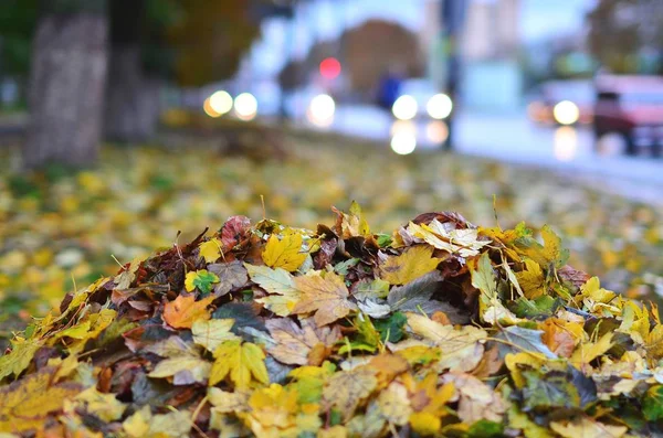 Jesień Mieście Kupa Kolorowych Liści Przy Deszczowej Pogodzie Tłem Miejskich — Zdjęcie stockowe