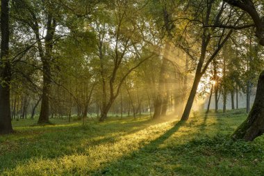 Sabah parkında güneş parlıyor. Güneş ışınları ağaçların arasında boğuşuyor