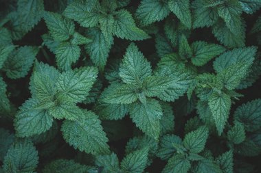 Yaratıcı ısırgan otu, yukarıdan alçak tuş düzeni.