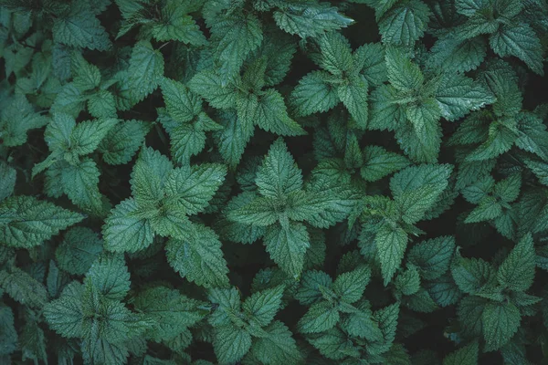 Creative Nettle Plant Low Key Layout Top — Stock Photo, Image