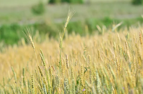 Πράσινο Σιτάρι Δημητριακά Τομέα Ένα Ψηλό Αυτί Κρέμεται Πάνω Από — Φωτογραφία Αρχείου