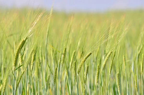 Grüne Gerste Getreide Feld Für Abstrakte Natur Hintergrund Frontansicht Selektiver — Stockfoto
