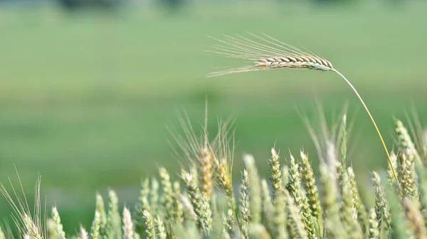 Green Wheat Cereal Field One Tall Ear Hanging Others Abstract — ストック写真