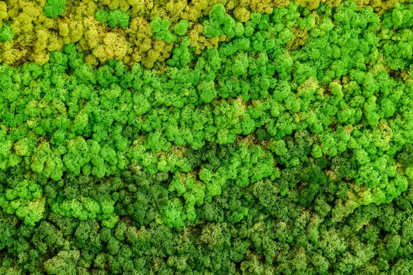 Reindeer Green Moss Texture Decoration Creative Background Royalty Free Stock Images