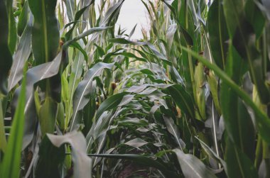 Mısır tarlası yakın. Kopyalama alanı.