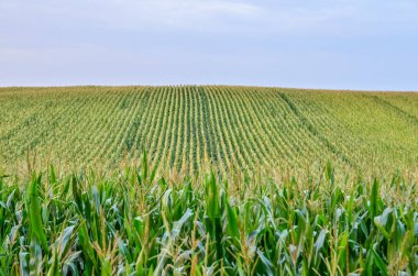 Beautiful green corn field at sunset. Selective focus. American agriculture 