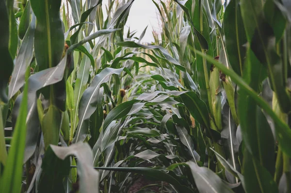 Mısır tarlası yakın. Kopyalama alanı.