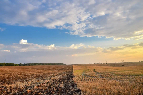 Beautiful Sunset View Aricultural Field Harvesting — Stock Photo, Image