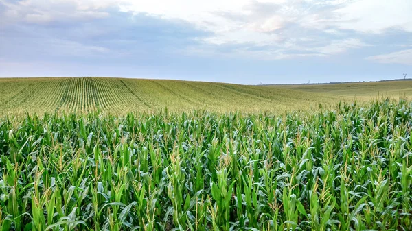 Beautiful green corn field at sunset. Selective focus. American agriculture 