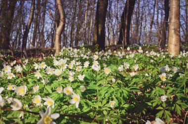 Bahar Ormanı Çayırı 'nda güzel beyaz şakayıklar. Boşluğu kopyala.