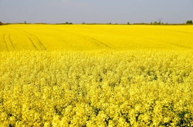 Blooming yellow rapeseed field with blue cloudless sky. Beautiful nature background. 