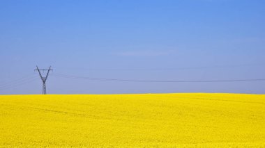 Blooming yellow rapeseed field with blue cloudless sky. Beautiful nature background.