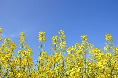 Yellow rapeseed flowers on blue sky background