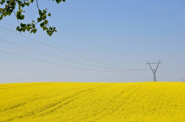 Blooming yellow rapeseed field with blue cloudless sky. Beautiful nature background.