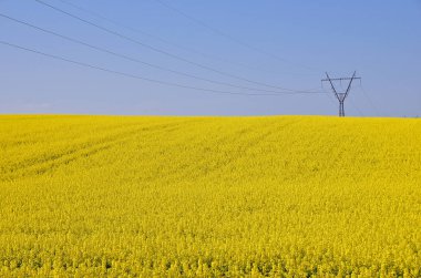 Blooming yellow rapeseed field with blue cloudless sky. Beautiful nature background. 