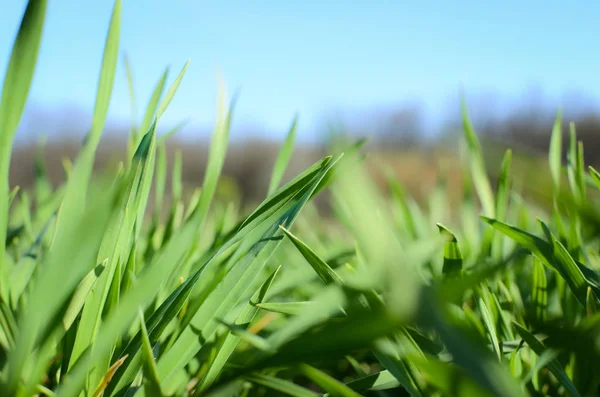 Close Green Grass Wheat Spring — Stock Photo, Image
