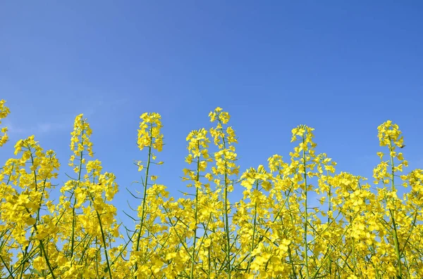 Yellow rapeseed flowers on blue sky background