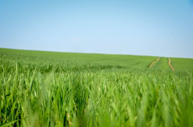 Close up of green grass wheat field in spring with blue sky. Copy space. Agriculture background. 