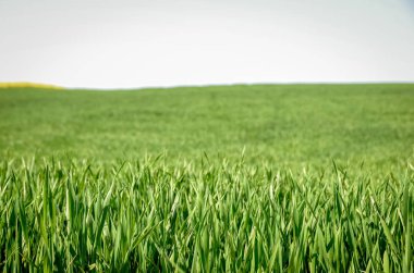 Close up of green grass wheat field in spring. 
