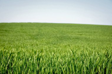 Close up of green grass wheat field in spring. Selective focus. Copy space.