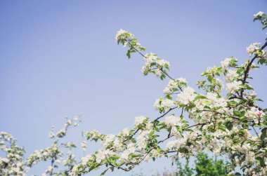 İlkbaharda çiçek açan elma ağacı dalının arkası bulanık olsun.