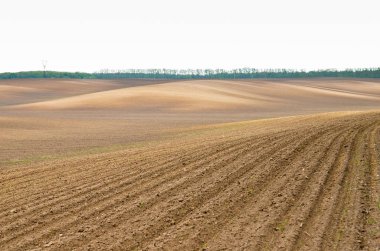 Agricultural landscape of freshly tilled field with young wheat sprouts on blue sky background. Copy space.