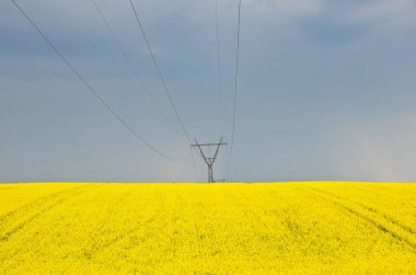 Blooming yellow rapeseed field with blue cloudless sky. Beautiful nature background. 
