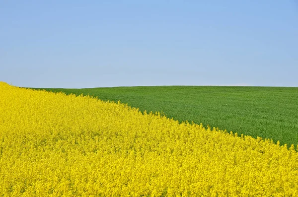 Agricultural Background Yellow Rapeseed Green Wheat Fields Background Blue Sky — Stok fotoğraf