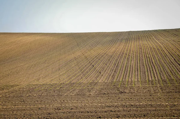 Landwirtschaftliche Landschaft Mit Frisch Bestelltem Feld Mit Jungen Weizenkeimen Vor — Stockfoto