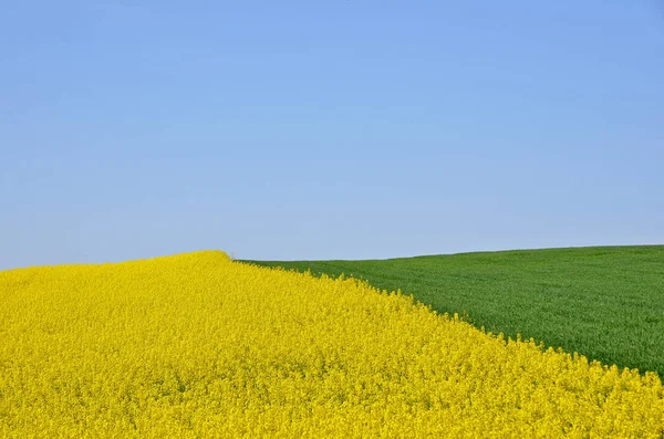 Agricultural Background Yellow Rapeseed Green Wheat Fields Background Blue Sky — ストック写真