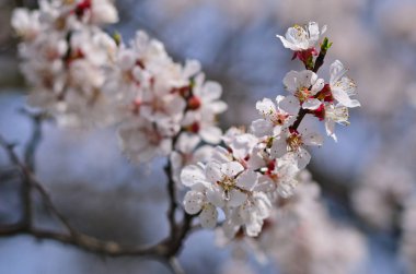 İlkbaharda çiçek açan kiraz ağacı dalına yakın plan bulanık