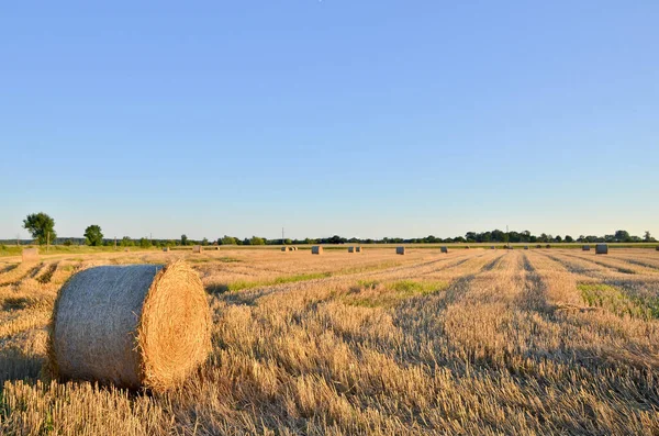 Hay Strw Bales Field Sunset — Stock Photo, Image