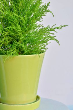 Yeşil renkli selvi ağacını beyaz arka planda izole edilmiş yeşil tencerede kapatın. Seçici odak,