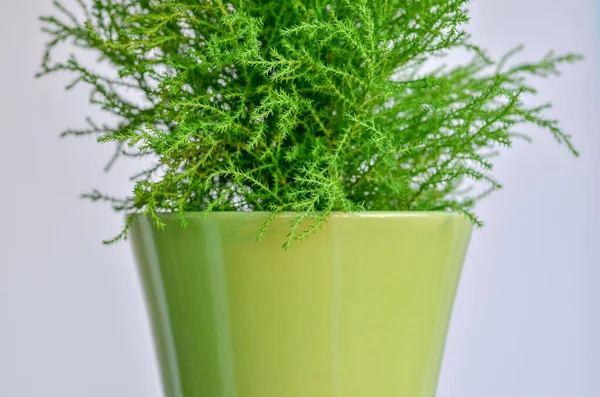 Close up of green home cypress in green pot isolated on white background. Selective focus,