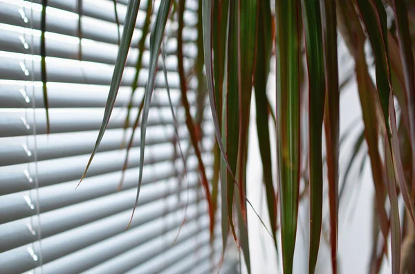 Plant with long leaves near the window blinds in empty office. Selective focus. Low DOF.