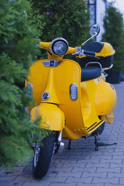 Żółty Motorower Retro Lub Skuter Zaparkowany Przy Zielonych Cyprysach — Zdjęcie stockowe