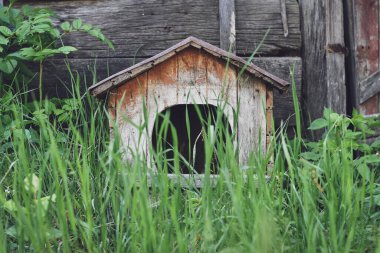 Eski terk edilmiş ahşap köpek kulübesi, zamanla yıpranmış. Yeşil çimlerle kaplı. Seçici odak. 