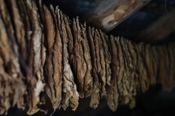 Tabak Lässt Unter Dem Dach Trocknen Niedriges Dof Selektiver Fokus — Stockfoto