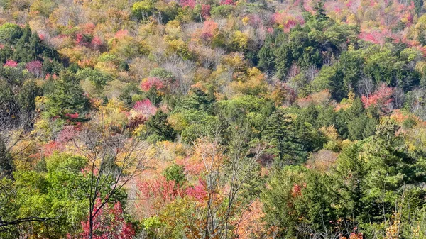 Gros plan de feuillage d'automne sur une colline dans le New Hampshire — Photo