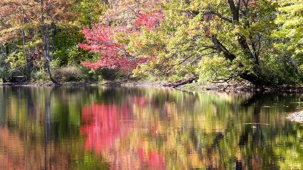 Közeli fák őszi lombozat mellett egy tó Newbury, új Hampshire — Stock Fotó