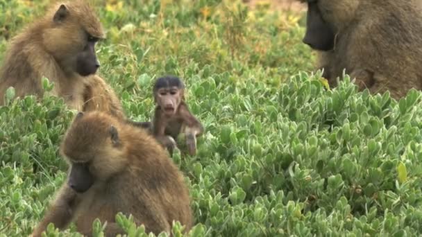 Baby Olive baviaan en troep bij Amboseli — Stockvideo