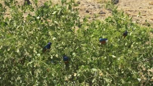 Tiro largo de un rebaño excelente estornino alimentándose de bayas en el parque nacional Amboseli — Vídeos de Stock