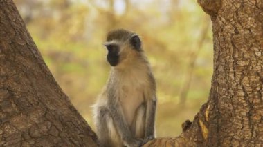amboseli bir ağaç gövdesi çatal oturan ververt maymun
