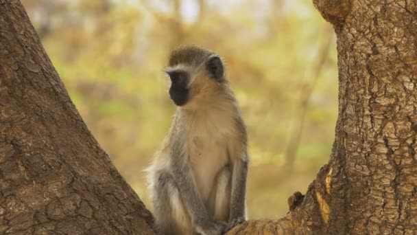 Ververt Monkey sitter i gaffel av en trädstam på Amboseli — Stockvideo