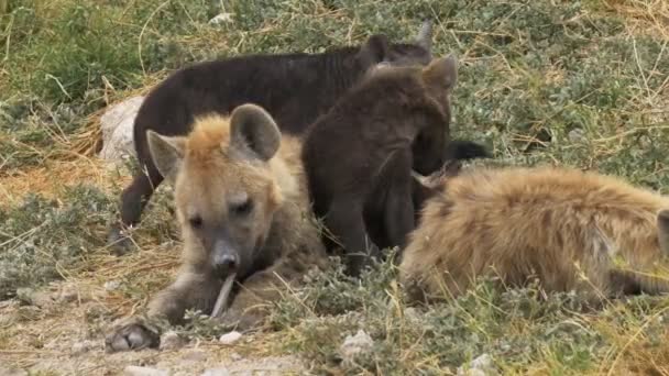 Tiro de panning lento de quatro hienas jovens em uma toca no parque nacional de amboseli — Vídeo de Stock