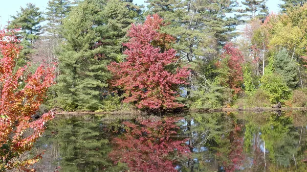 Vörös fa őszi színekben tükröződik a tó új Hampshire — Stock Fotó