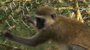 Amboseli Milli Parkı 'nda yemek için yaprak toplayan dişi bir ververt maymunun yakınına.