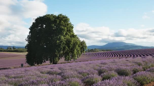 Eftermiddags utsikt över en gammal ek och lavendel rader på en gård i Tasmanien — Stockvideo