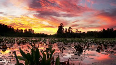 Okeefenokee Bataklığı 'nda gün batımı Gürcistan' daki bir tekneden izleniyor.